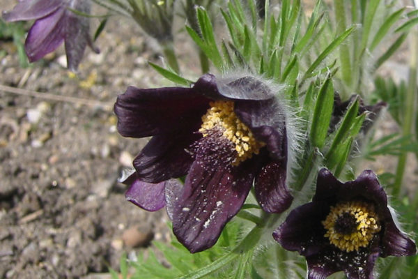 Photos de fleurs de pulsatilla nigricans utilisées dans le remède homéopathique